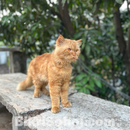 Persian cat for sale